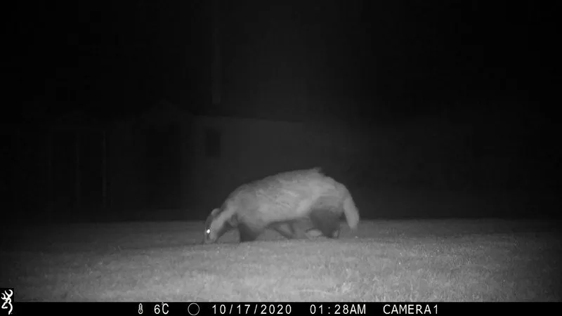 Badger